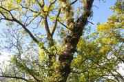 Schwarzpappel (Populus nigra) in den Isarauen Jörg Ewald © HSWT